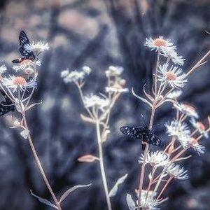 Meet your Posher, Fidgety